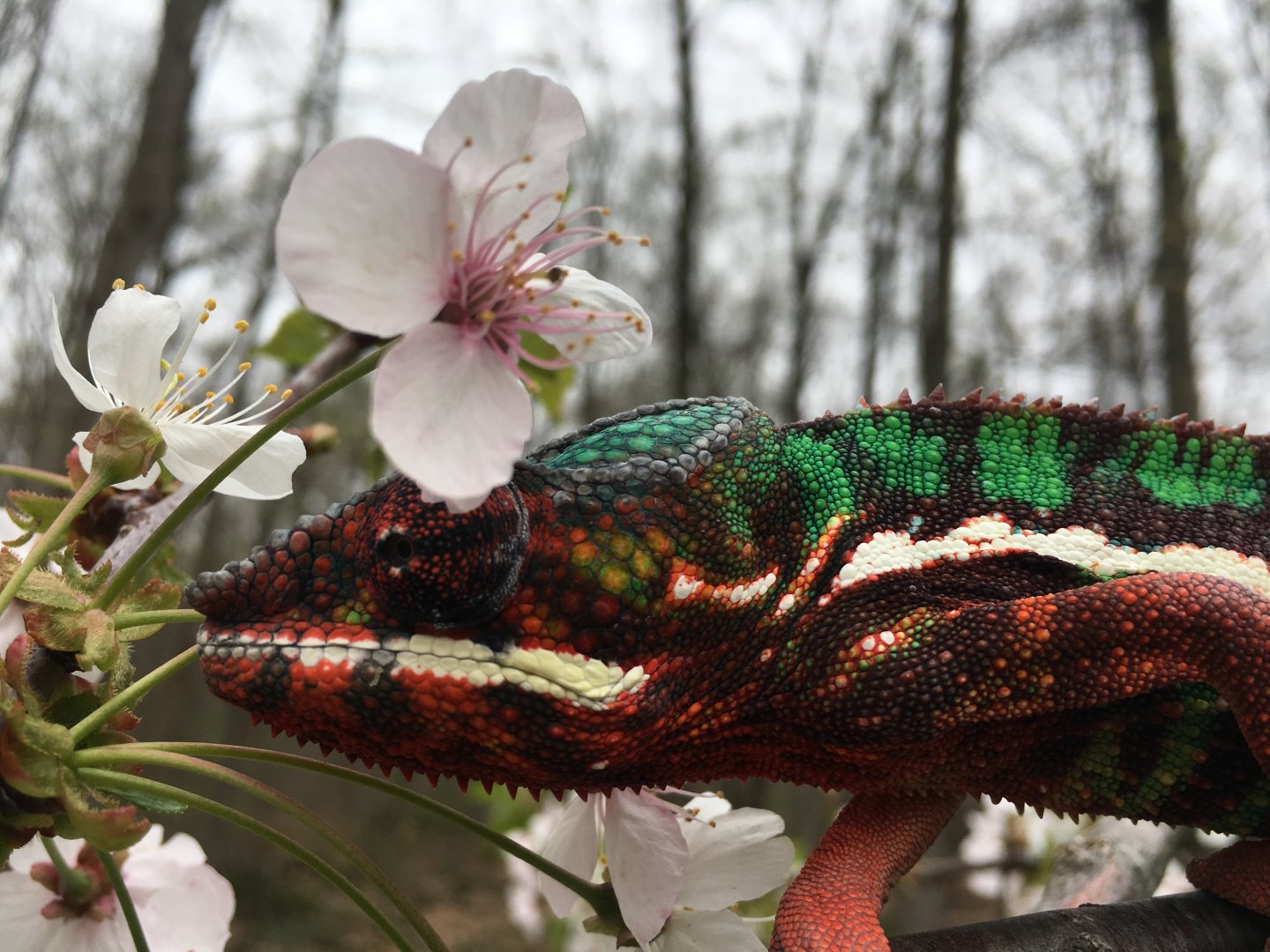 2 weeks of cherry blossoms