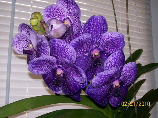 2010 valentine present from my boyfriend... Vanda Robert's Delight 'tor blue'