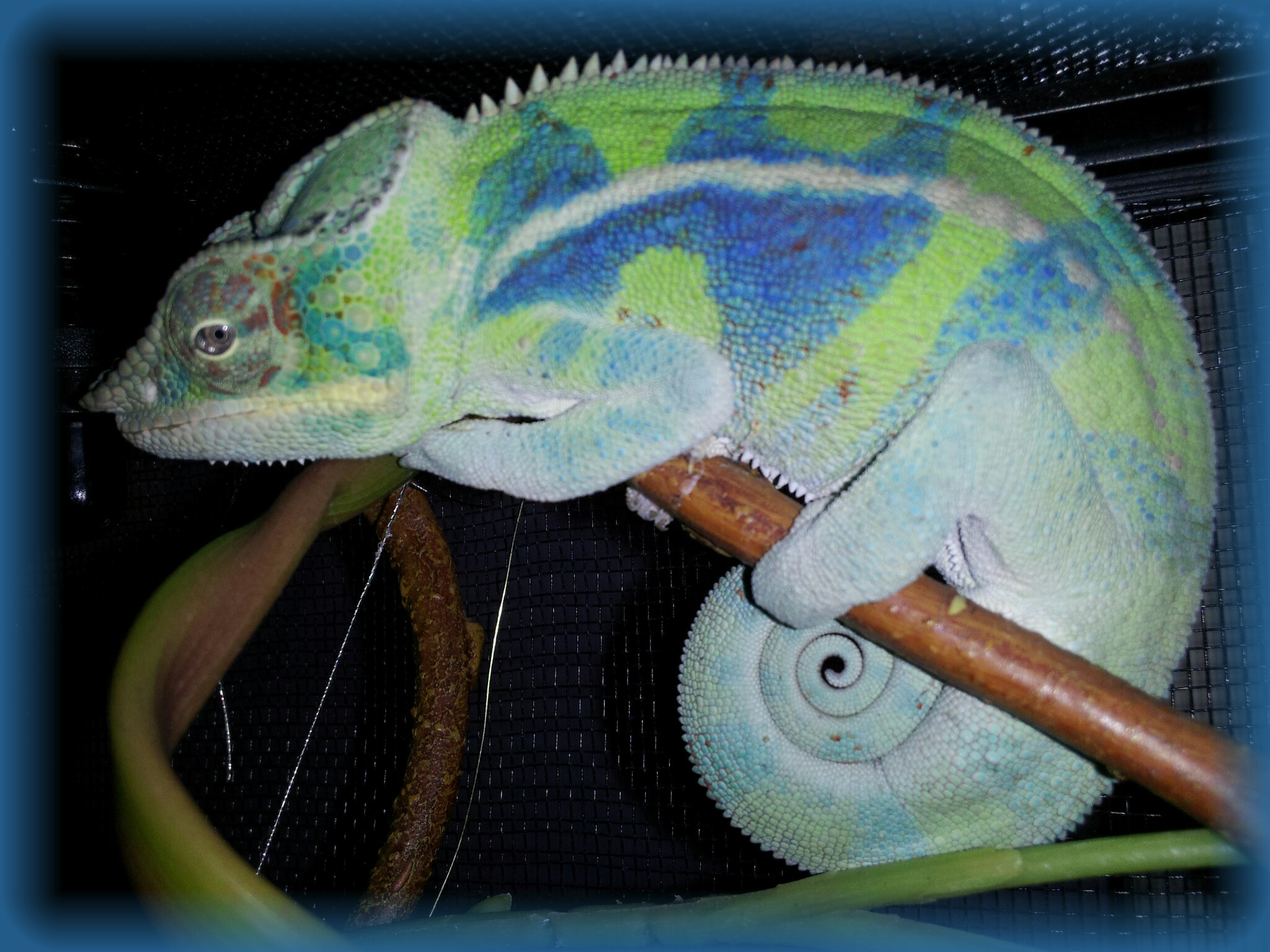 2012-01-04 17.53.07-picsay