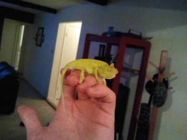 2012 05 28 new 2 month old newton baby from fl chams recieved 5.23.12