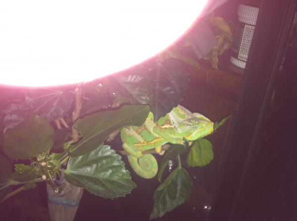 2013 05 11 00.08.59
So cute when hes sleeping...