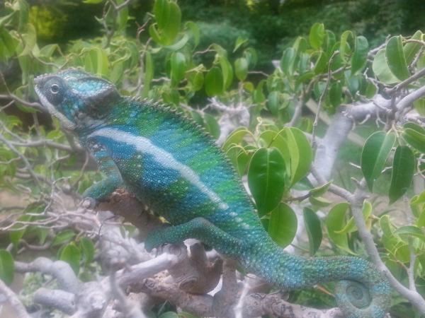 20130820 181734...showing some pretty color...