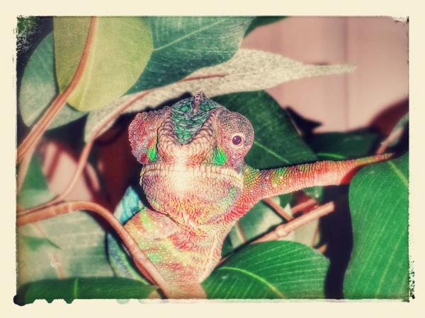 20150219 174728 EFFECTS