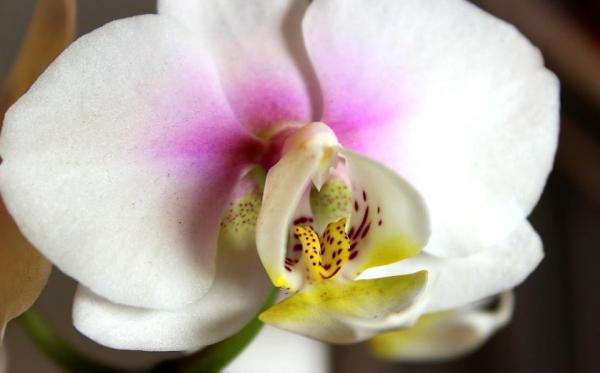2023 Valentine orchid from my boyfriend :) phalaenopsis