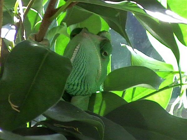 25th July 09 - Another new Fiscus