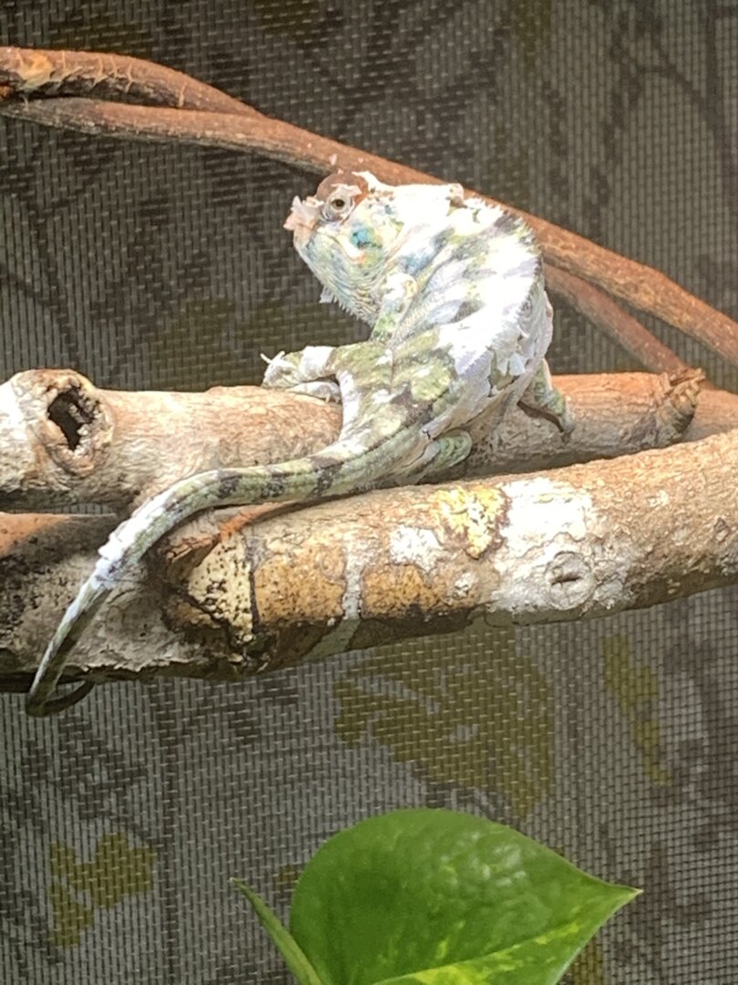 2nd Shed