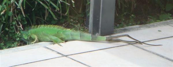 2tail 4
