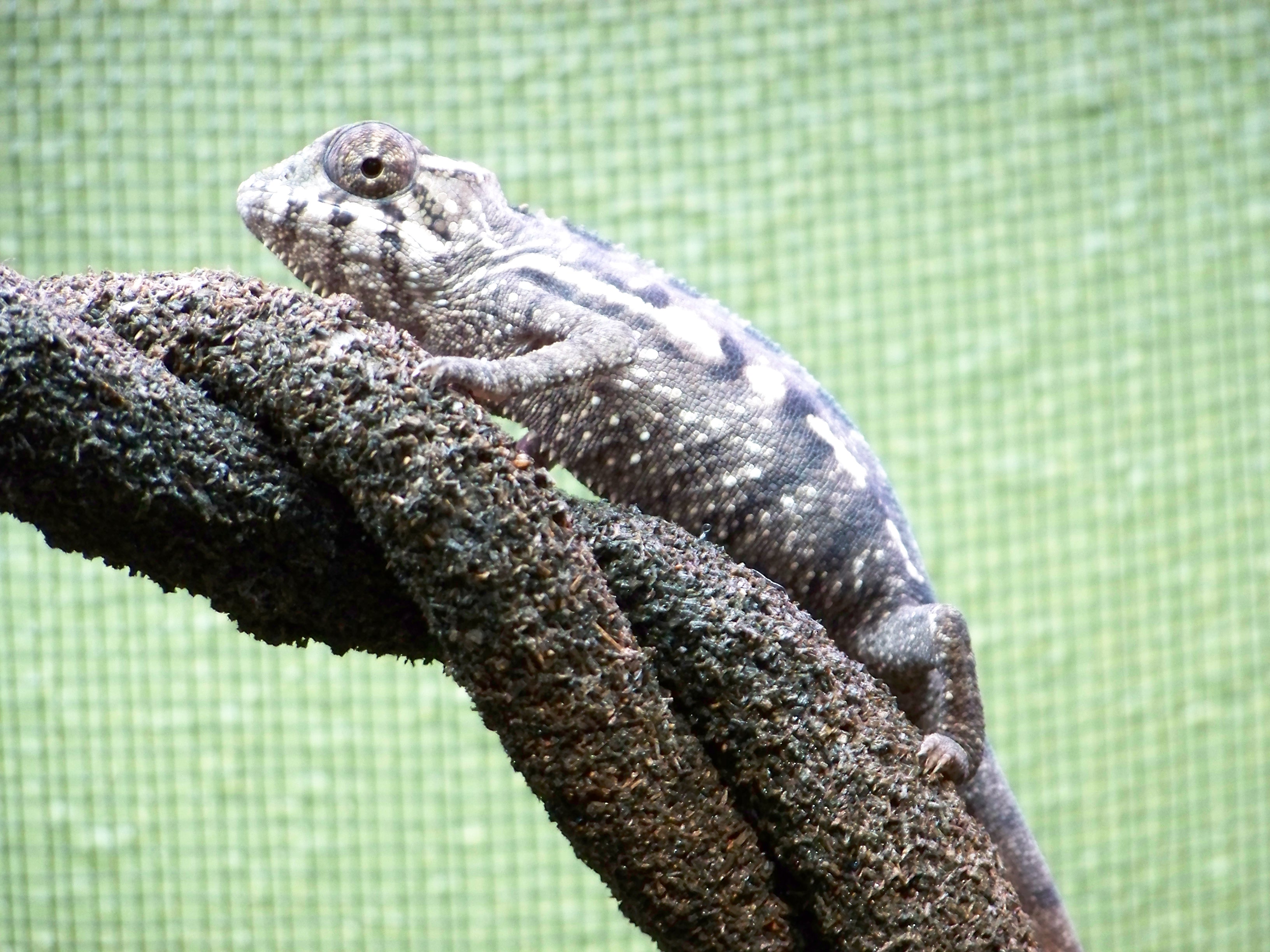 3 1/2 Month Old Panther