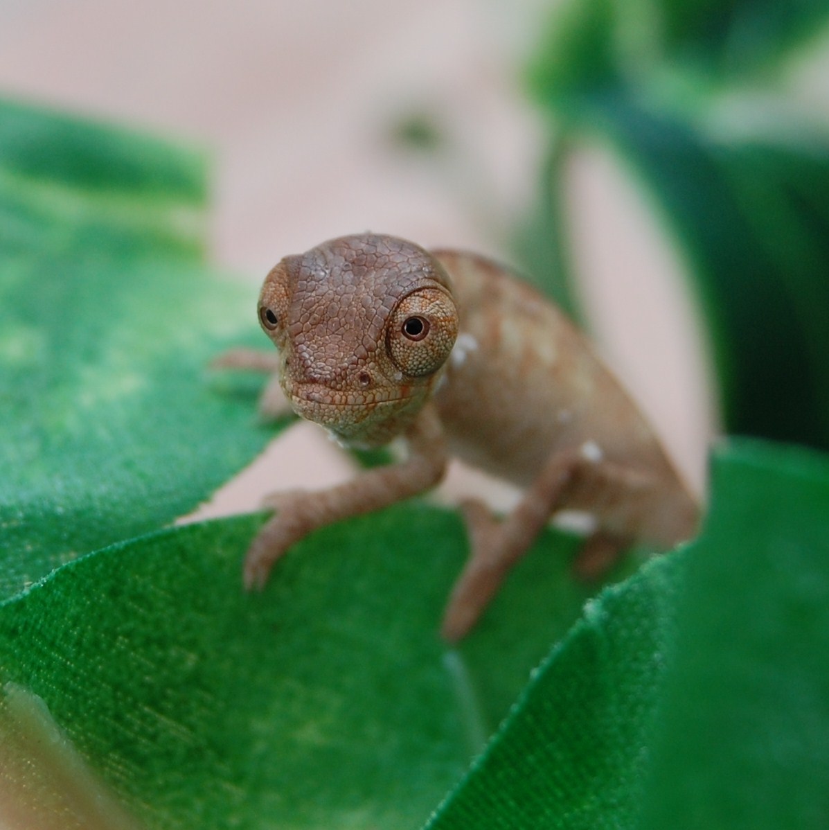 3 Hour Old Female...
