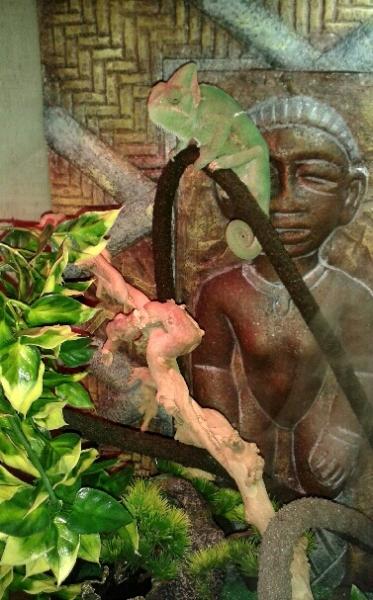 3. I bought her a new vine and driftwood perch.