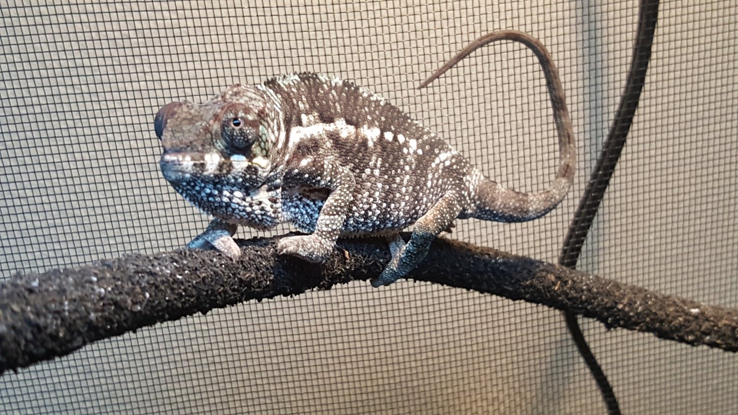 3 month old baby Nosy Mitsio