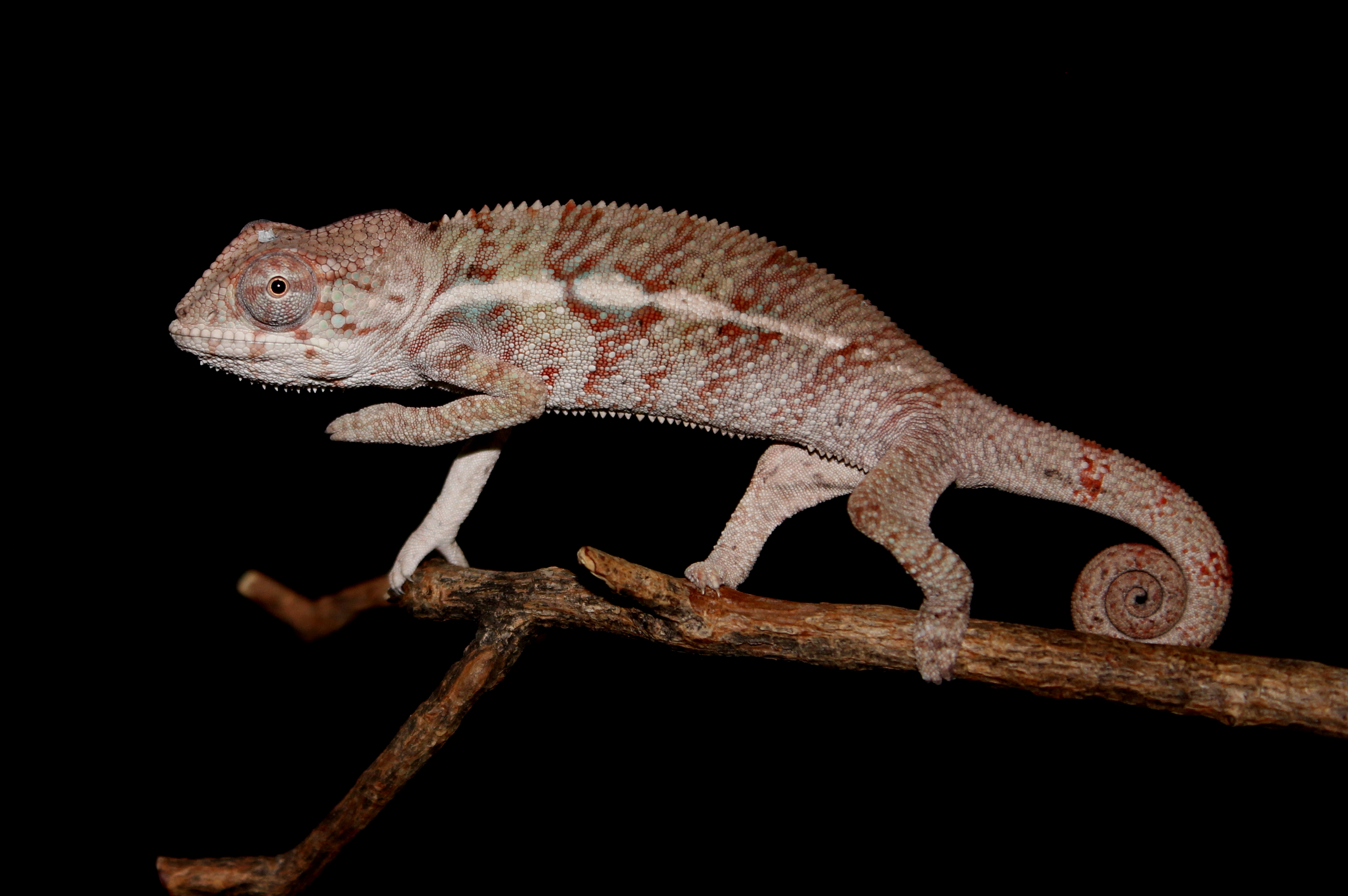 3 Month Old Male Ambilobe