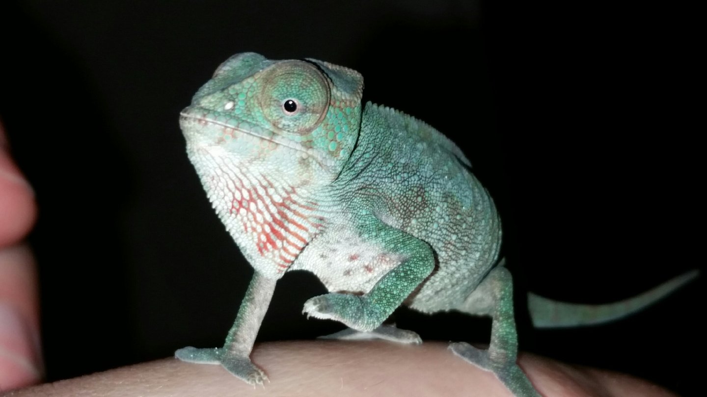 3 months old look at the red rain!