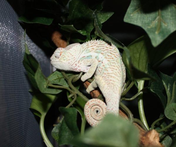 4 1/2 month old Faly Sleeping