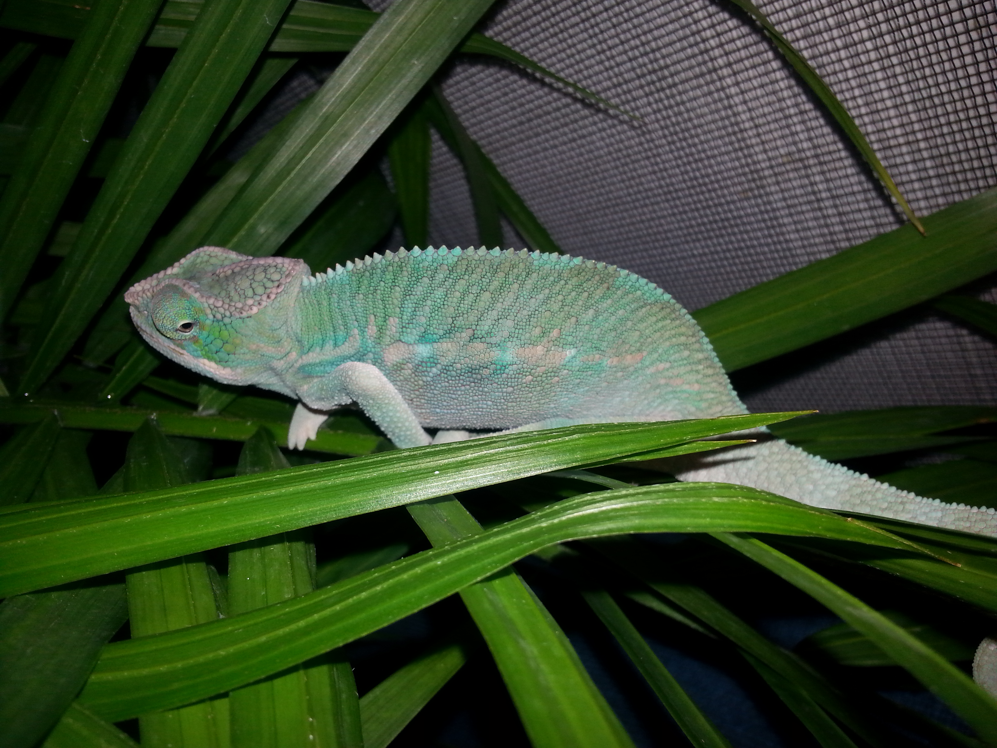 4-5 Month Nosy Be Male