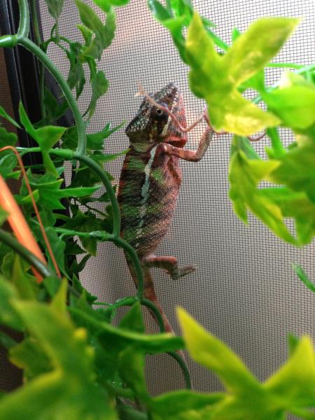 4.5 Months Old