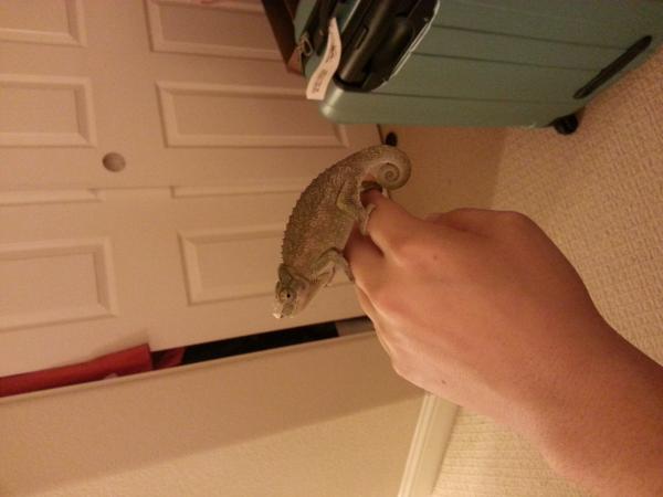 4 days after we got him. Horn was broken in transit. Poor guy. But wealthy and started eating right away. 5 months.