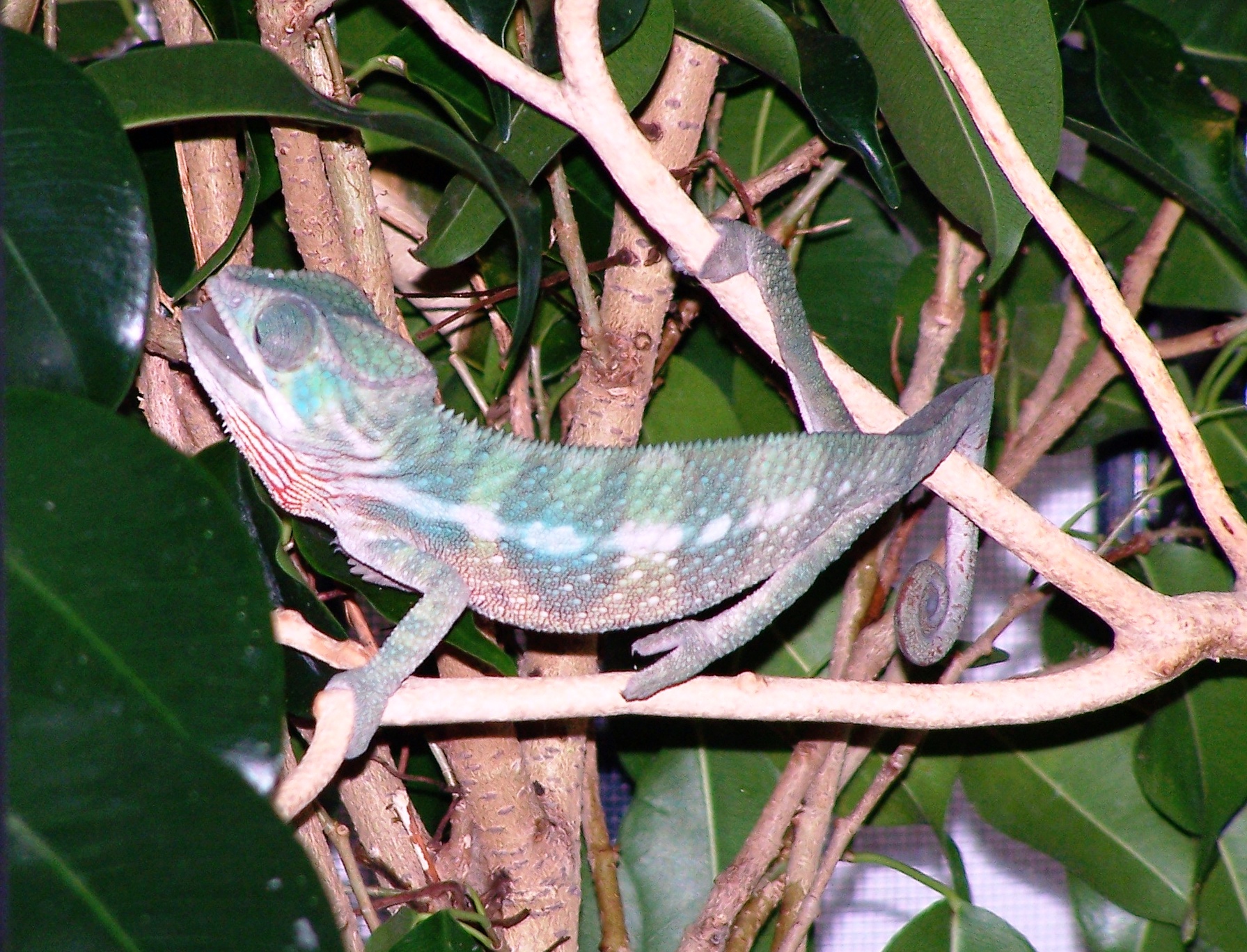 4 Month Old Ambilobe Panther Chameleon