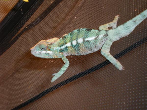 4 month old male ambanja from the idsler line from kammers