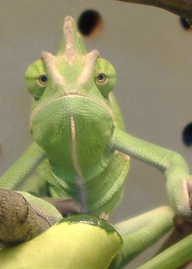 4 Month old Male Veiled,