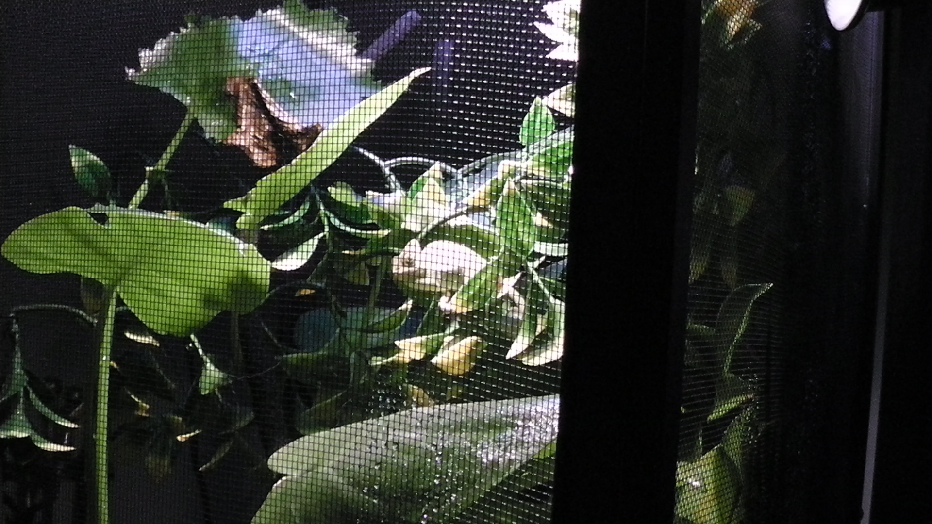 4 Month Old Veiled Male