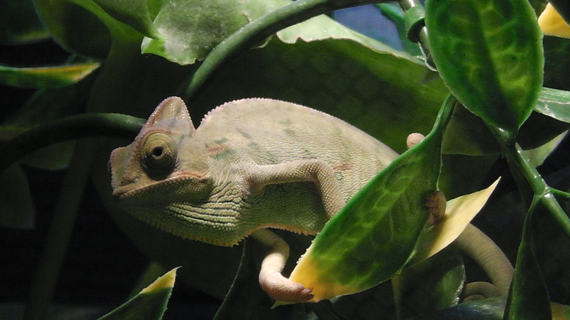 4 Month Old Veiled Male