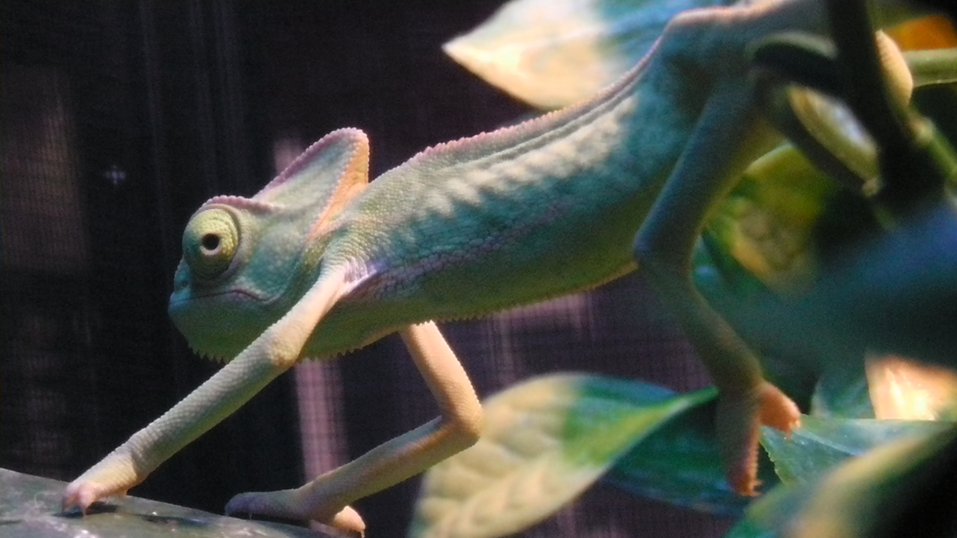 4 Month Old Veiled Male