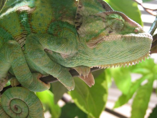 5 1/2 Months Old, almost six. Casque is still a little short, MBD is not so prominent. Very colorful. Went to sleep at around 8:00 before I got the ch