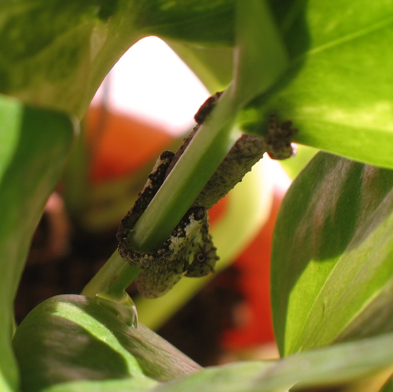 5 1/2 Week Old Jackson's Hiding