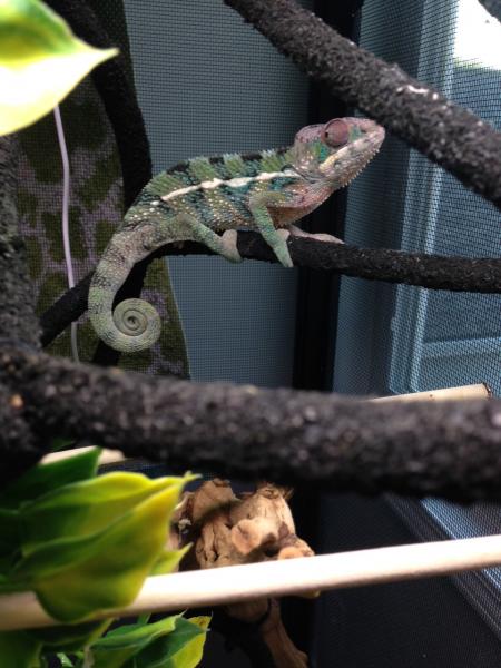 5.5 months basking after all he could eat cricket buffet