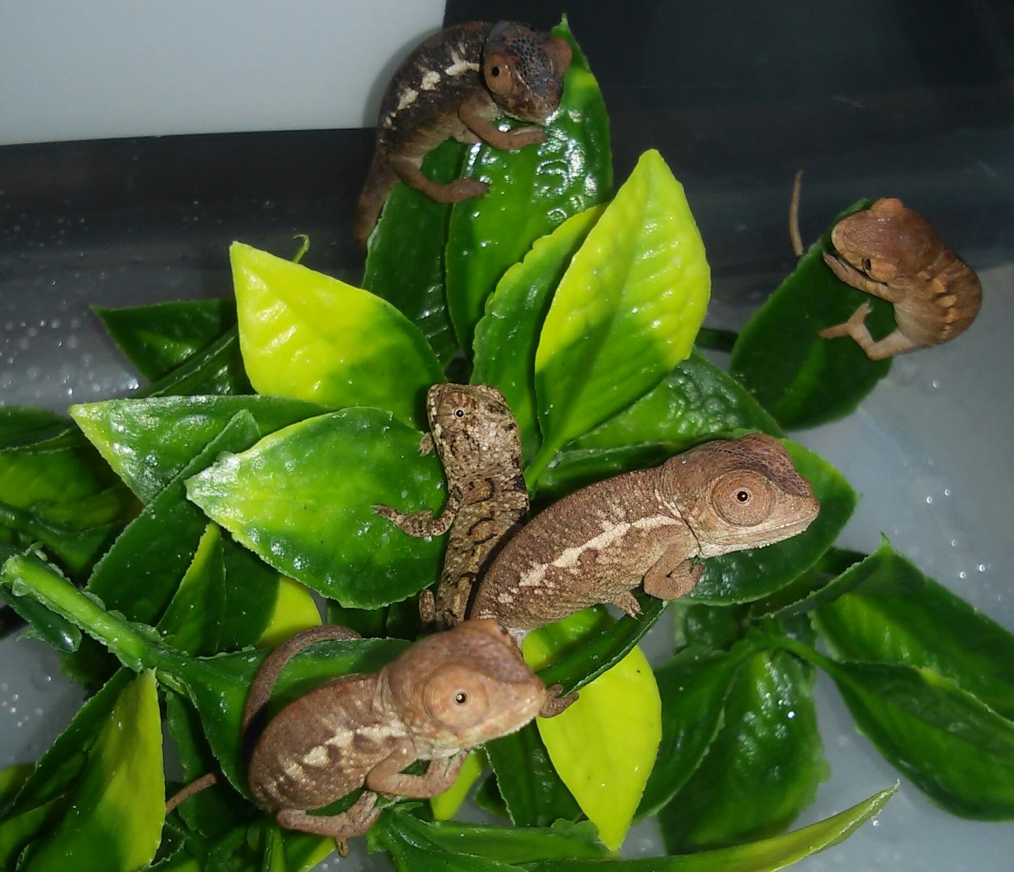 5 little chamies jumping on the bed