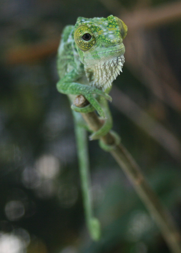 5 M/o Trioceros Quadricornis