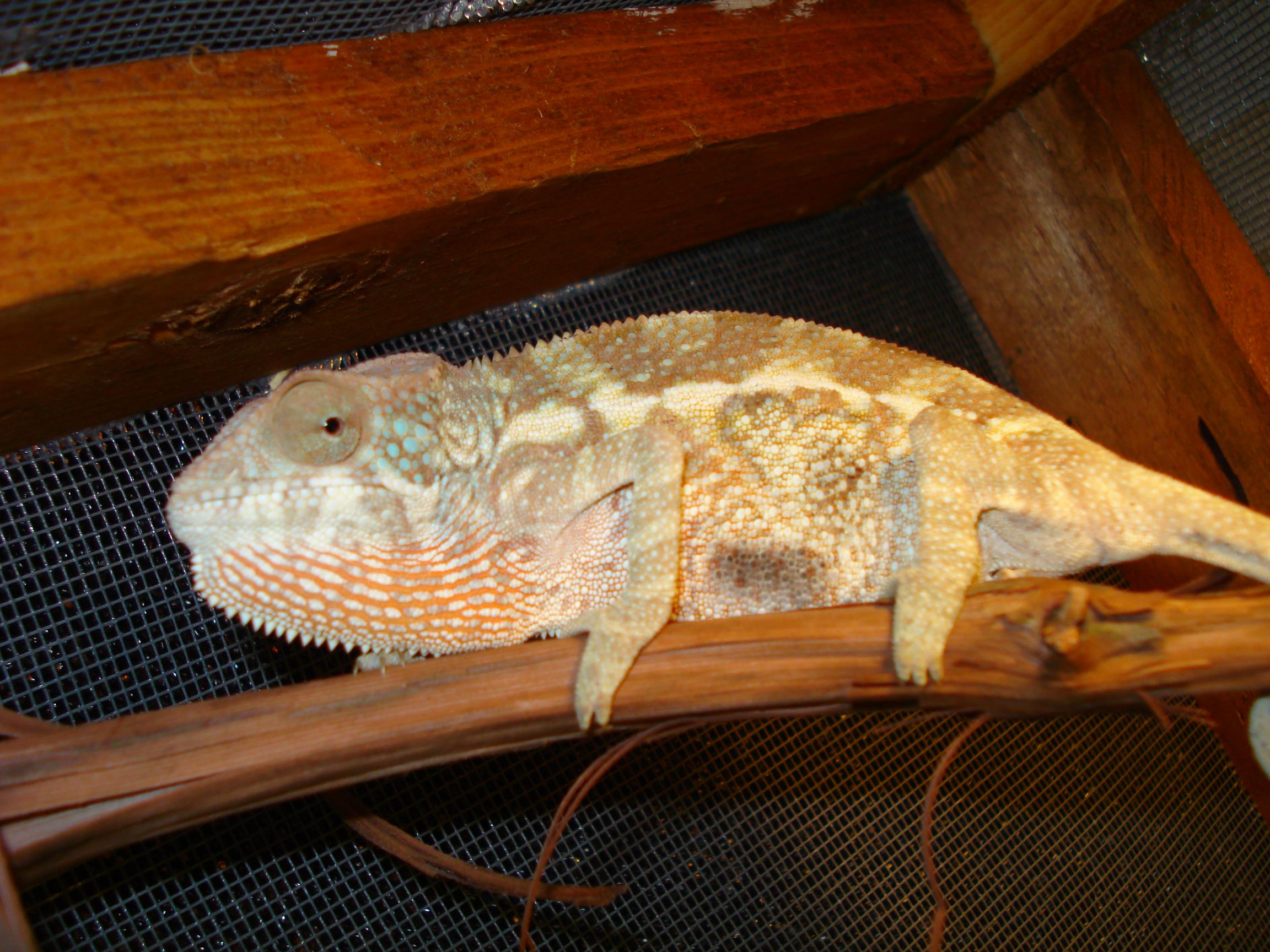 5 month Ambilobe Female