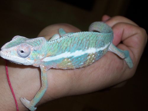 5 Month Blue Bar Male