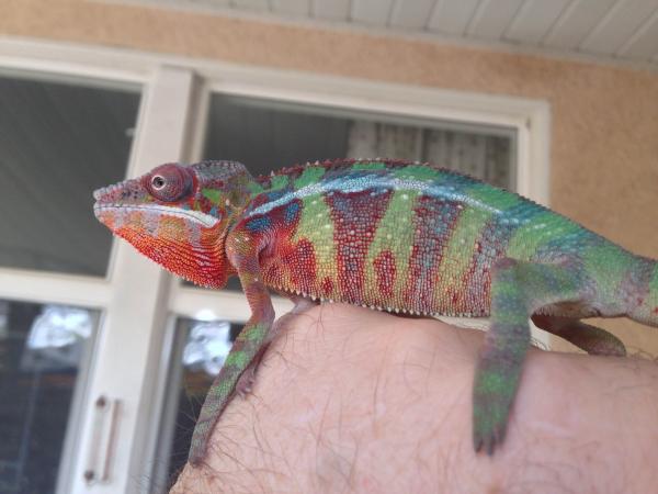 5 month old Male Ambilobe Panther Chameleon