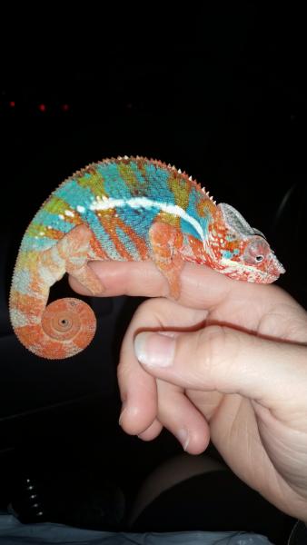 5 months old 1 week post shed