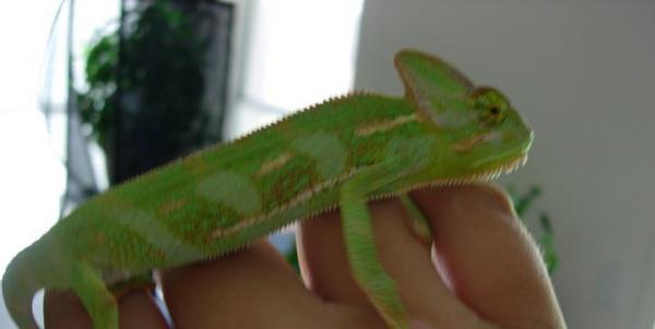 5 months old