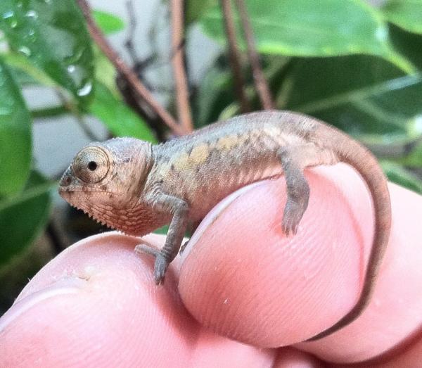 5 week old Ambilobe from red bar yellow body sire, so tiny ;-)