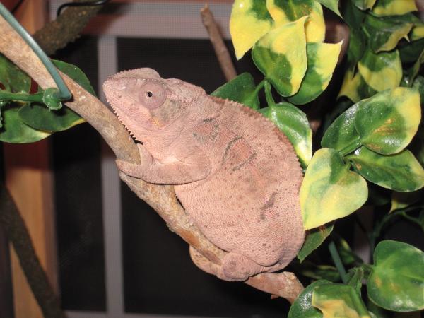 5 weeks since mating