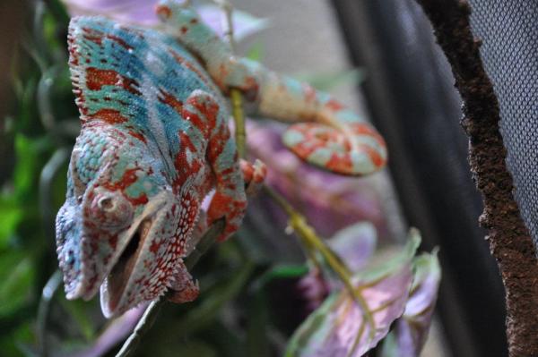 545652 2708498811015 1813183518 1630867 854652842 n
Our handsome male named po-po he is so sweet im gunna miss him when he gets sold