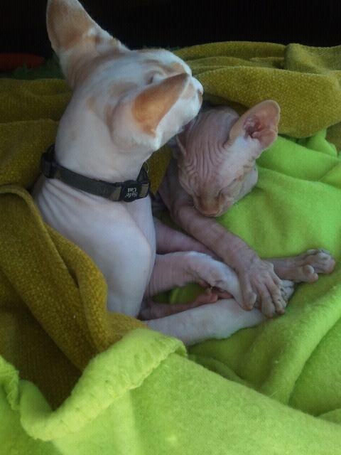 549638 495256817166529 1163307279 N