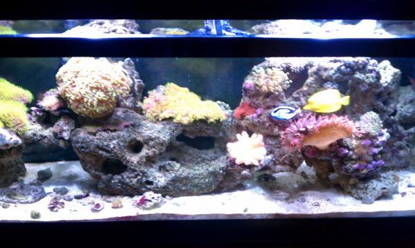 55 Gallon Reef!