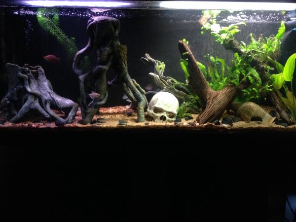 55 Gallon Tank, most up to date picture.