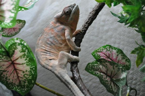 554428 2708468490257 1813183518 1630857 569372336 n
This is big mamma she is a sweetheart to beautiful in her own little way