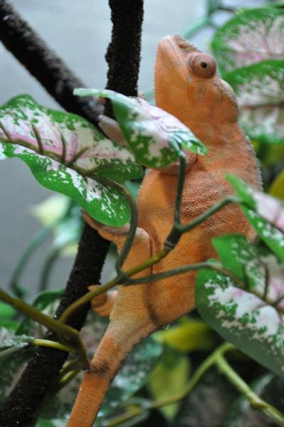 559427 2708467930243 1813183518 1630855 1902372512 n
My other beautiful female who we thought was a male for the longest time cause she has a lot of