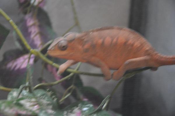 562029 2708467410230 1813183518 1630854 1115660287 n
This is Tipsy one of my beautiful female panthers