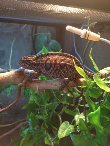 6.5 Months Old - Gravid