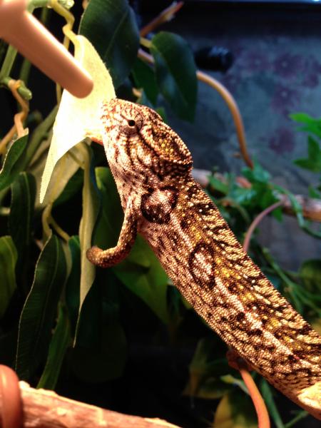 6.5 Months Old