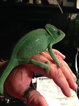 6-7 months ? I was not sure of her age when I got her.