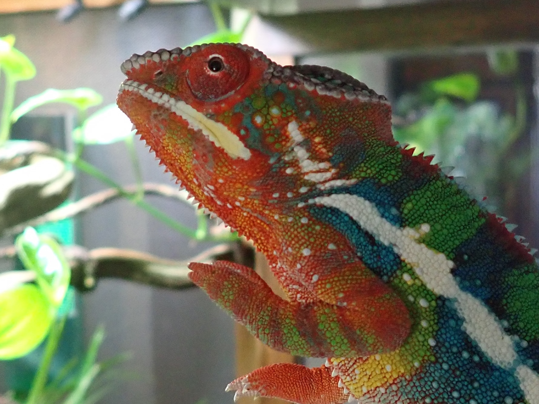 6 Month Hatch Day Rainbow - Raistlin...